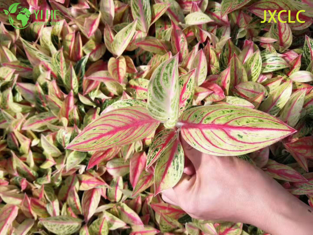 Atacado Aglaonema Golden Star Live Chin&ecirc;s Evergreen Starter Plug Mudas