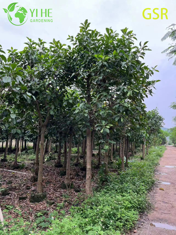 ຕົ້ນໄມ້ Ficus Altissima ຂຽວຕະຫຼອດປີກາງແຈ້ງຂະຫນາດໃຫຍ່ສໍາລັບພູມສັນຖານ Bonsai