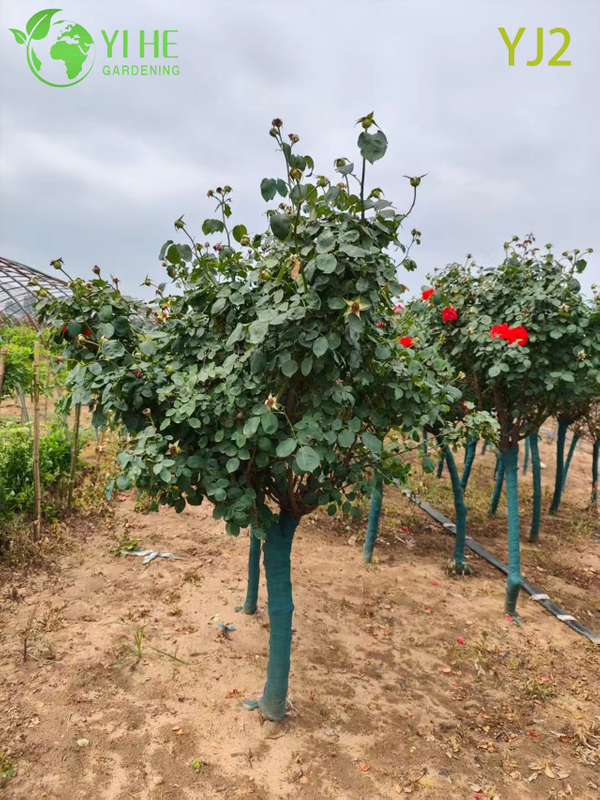 Bah&ccedil;e Peyzaj Bonsai i&ccedil;in Toptan Kırmızı Standart Rosa Chinensis Ağacı