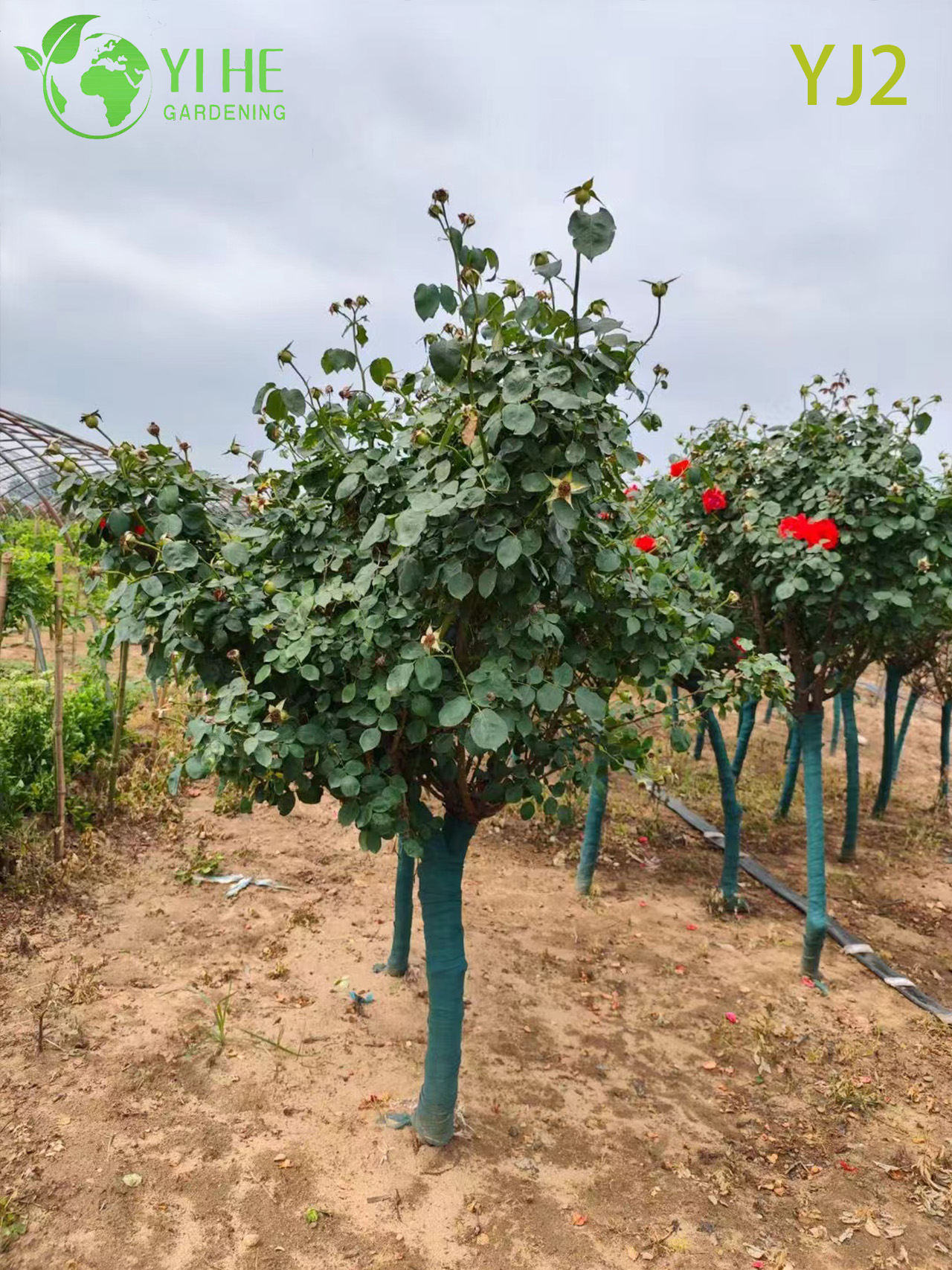 Bah&ccedil;e Peyzaj Bonsai i&ccedil;in Toptan Kırmızı Standart Rosa Chinensis Ağacı