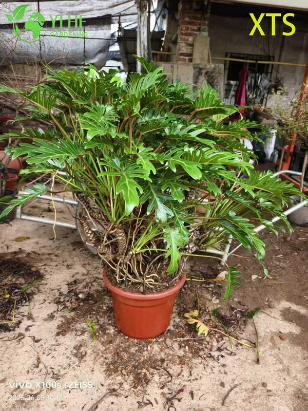 Philodendron Selloum Hope Live Tropical Zimmerpflanze Bonsai im Gro&szlig;handel