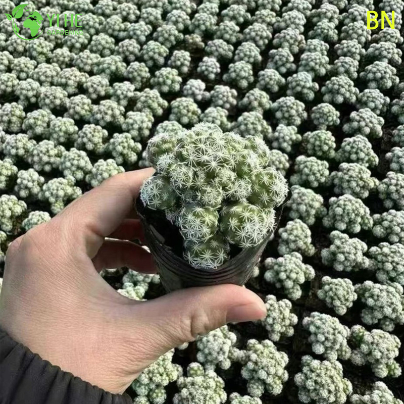 Bonsai blanco al por mayor de la decoración del grupo de la mini planta viva del cactus del dedal