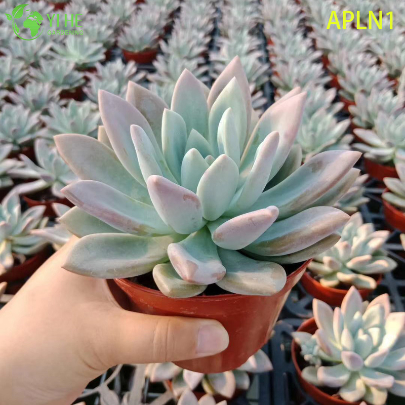 Bonsai di pianta succulenta rosetta viva di Graptoveria Opalina rosa pastello all'ingrosso