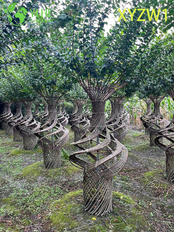 Декоративная лагерстремия парвифлора, топиарное дерево в форме вазы, растение для декора цветущего сада