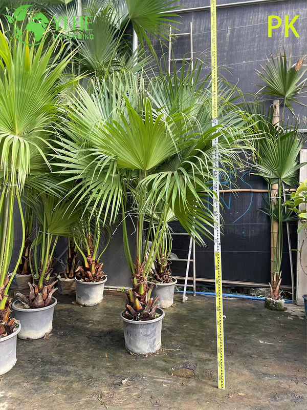 Palma Livistona Chinensis, pianta ornamentale sempreverde per giardino e paesaggio