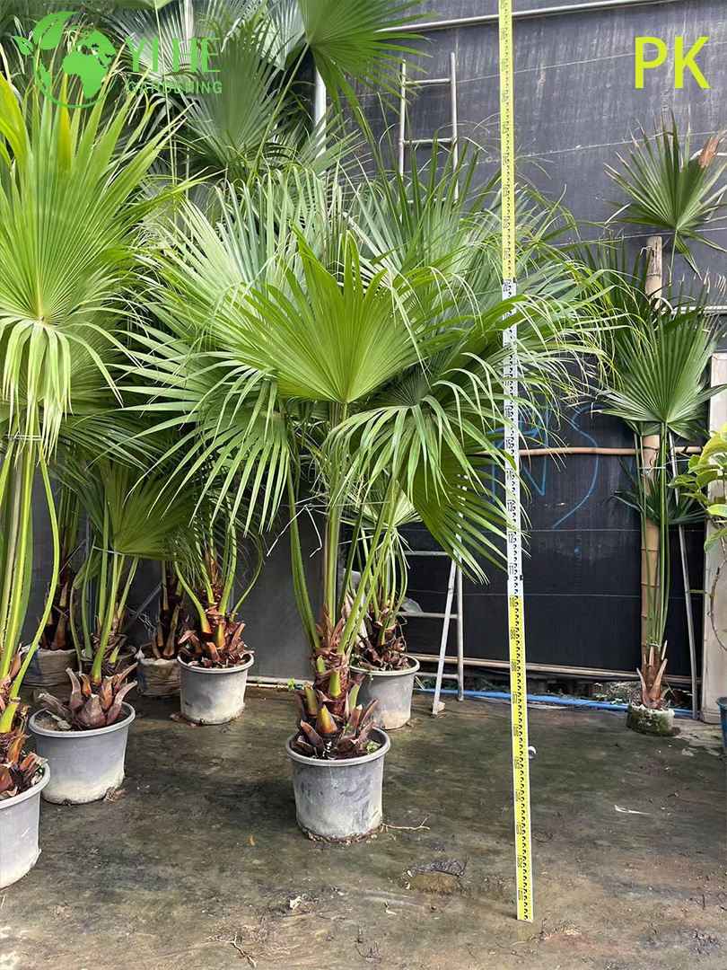 Palma Livistona Chinensis, pianta ornamentale sempreverde per giardino e paesaggio