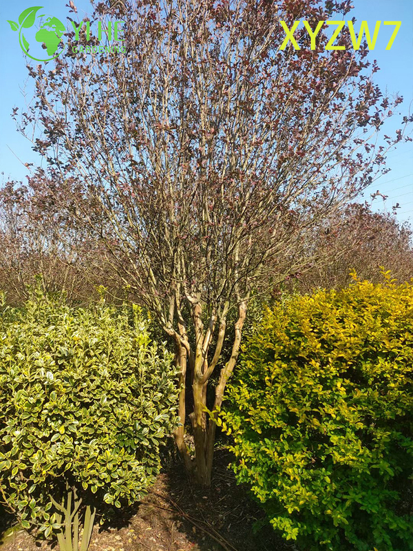 شجرة لاجيرستروميا متعددة الجذع، نبات عينة للحديقة المزهرة