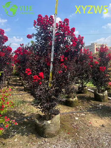 الأرجواني الزينة - ورقة Lagerstroemia parviflora، الأحمر - نبات مزهر في وعاء