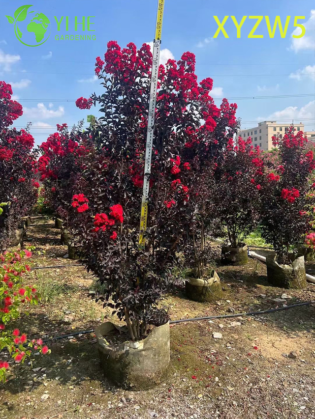Декоративное фиолетоволистное Lagerstroemia parviflora, красноцветковое горшечное растение