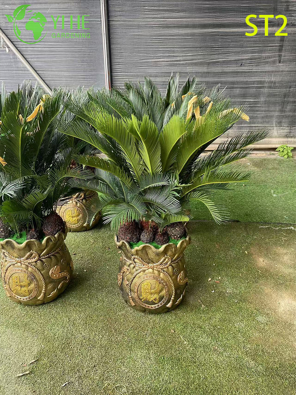 मल्टी-ट्रंक्ड साइकस रेवोलुटा बोनसाई, सदाबहार सजावटी सागो पाम