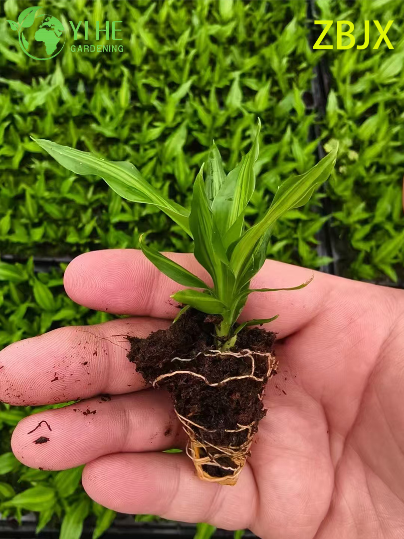 Piantine di fogliame con centro dorato a stelo dritto per esportazione all'ingrosso | Piante ornamentali tropicali