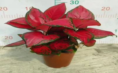 Aglaonema Care 101፡ ለጀማሪዎች ፍጹም የሆነው የቤት ውስጥ ተክል