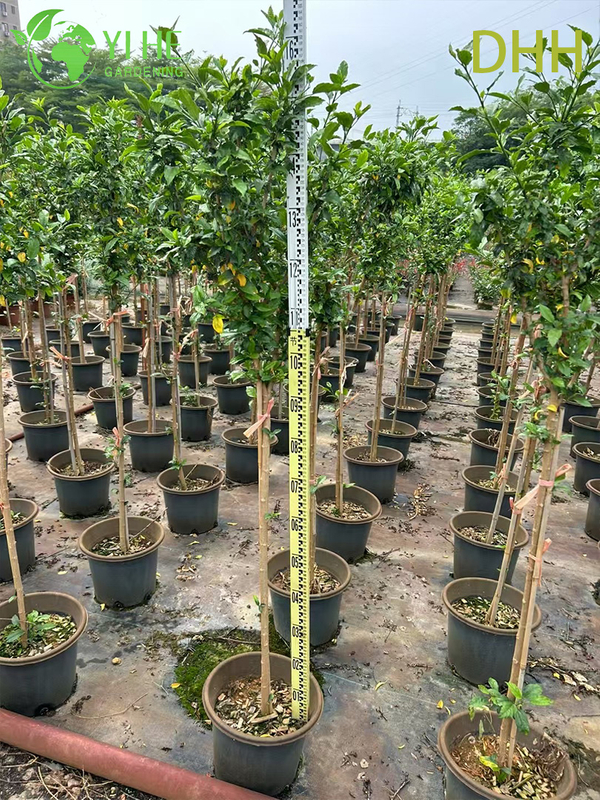 Planta de jardim com flores padr&atilde;o de &aacute;rvore de hibisco tropical vermelho vivo