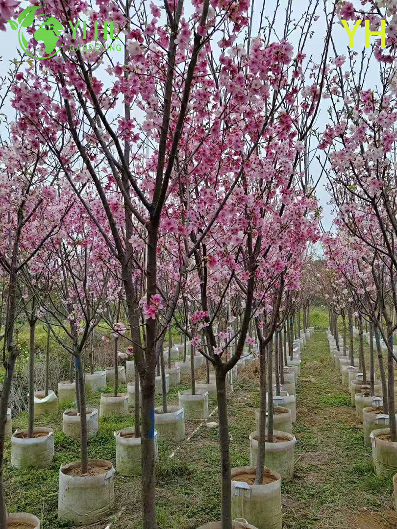 卸売輸出用の観賞用多品種桜の木