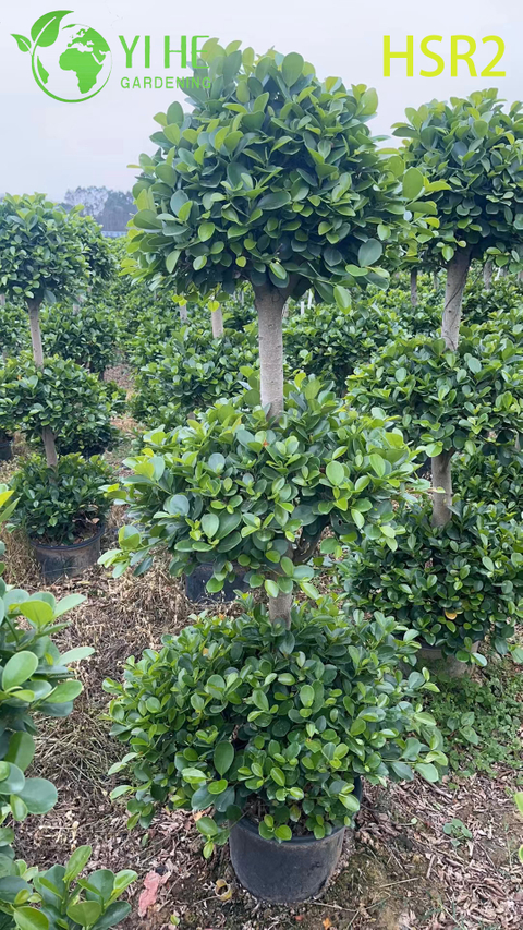 Ficus Cone ຂຽວຕະຫຼອດປີຫຼາຍລູກ Pom-Pom Tree ສໍາລັບການອອກແບບພູມສັນຖານ