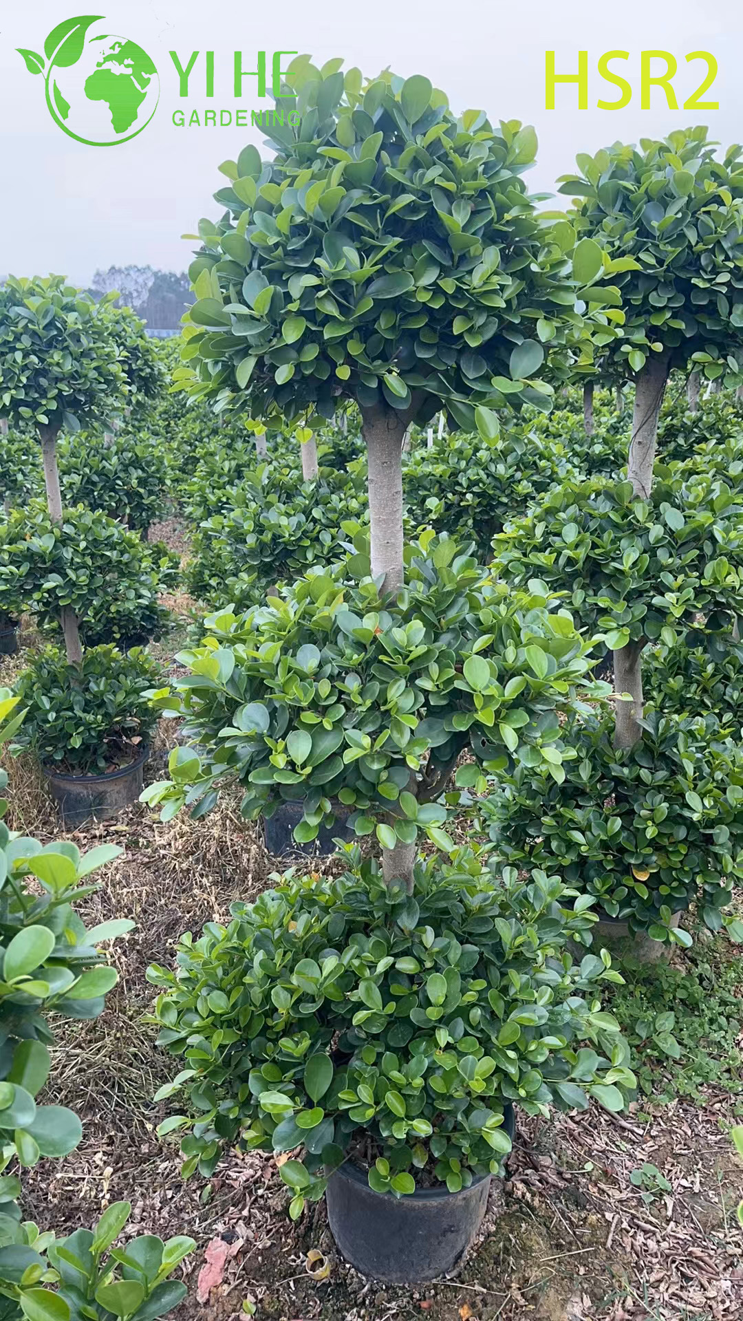 लैंडस्केप डिज़ाइन के लिए सदाबहार फ़िकस कोन मल्टी-बॉल पोम-पोम ट्री