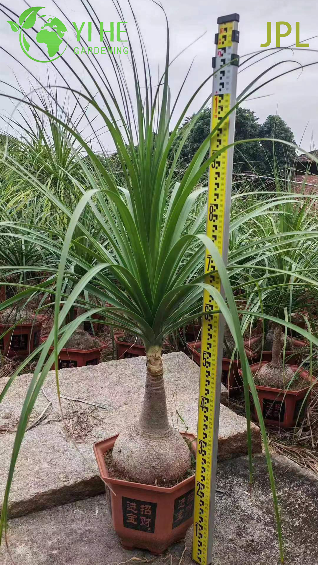ຂາຍສົ່ງ Ponytail Palm Elephant's Foot Live Beaucarnea Plant Bonsai