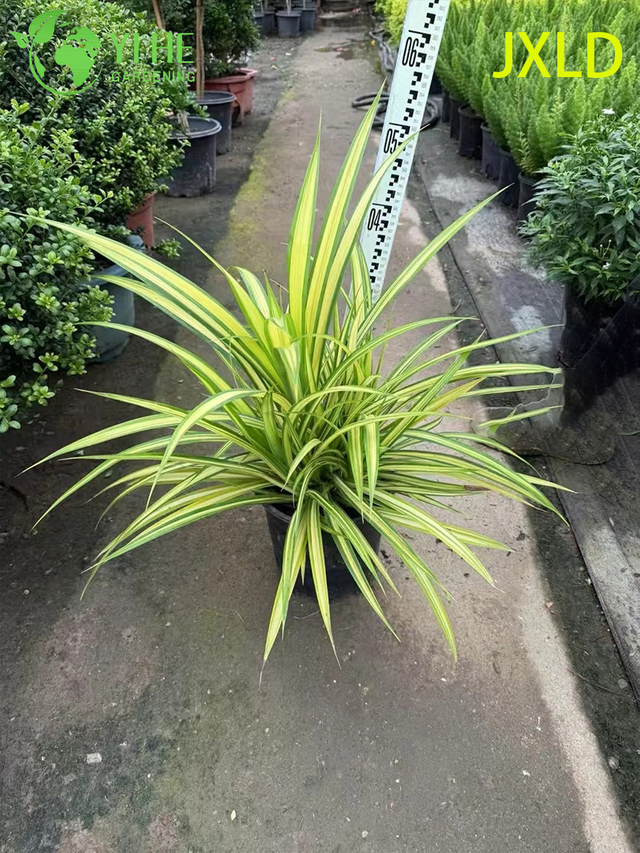 Gro&szlig;handel mit bunten goldenen Schraubenkiefern, lebenden Pandanus-Pflanzen, Bonsai