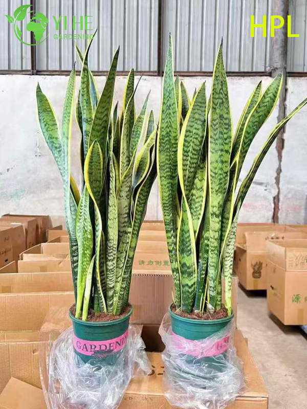 Вечнозеленое растение Sansevieria Trifasciata Snake для внутреннего декора