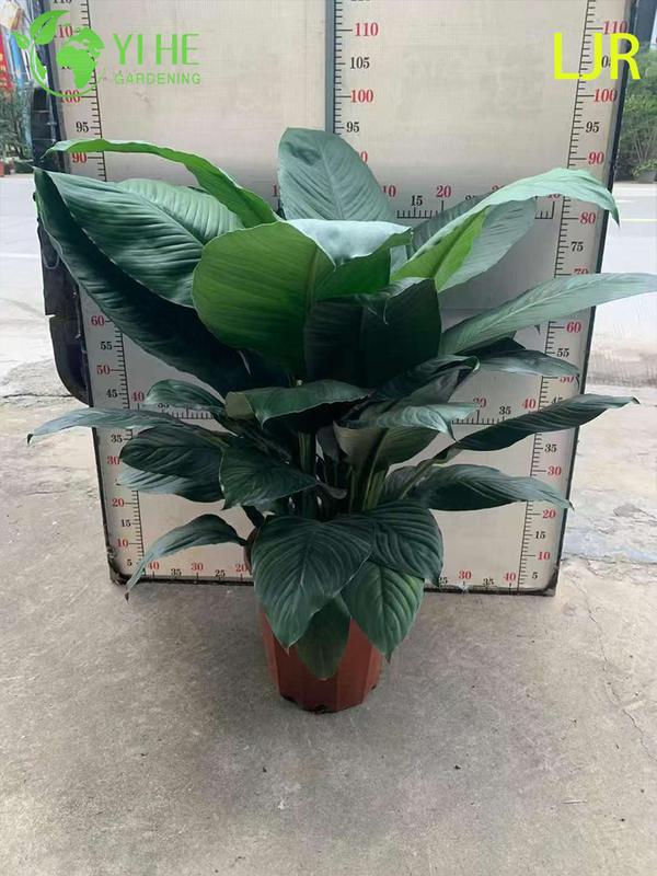Spathiphyllum floribundum sempreverde a foglia grande per piante di purificazione dell'aria interna