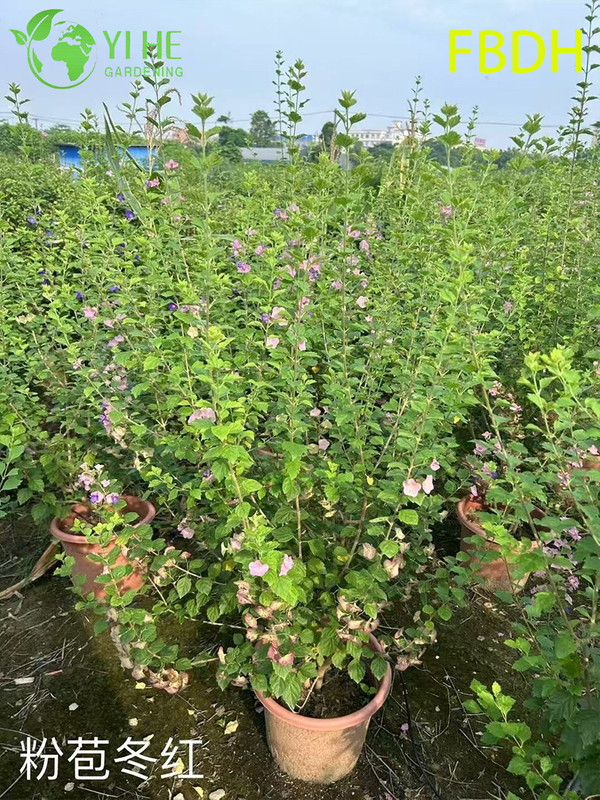 Bractée rose de qualité supérieure, arbuste rouge d'hiver, plante ornementale de qualité d'exportation en gros