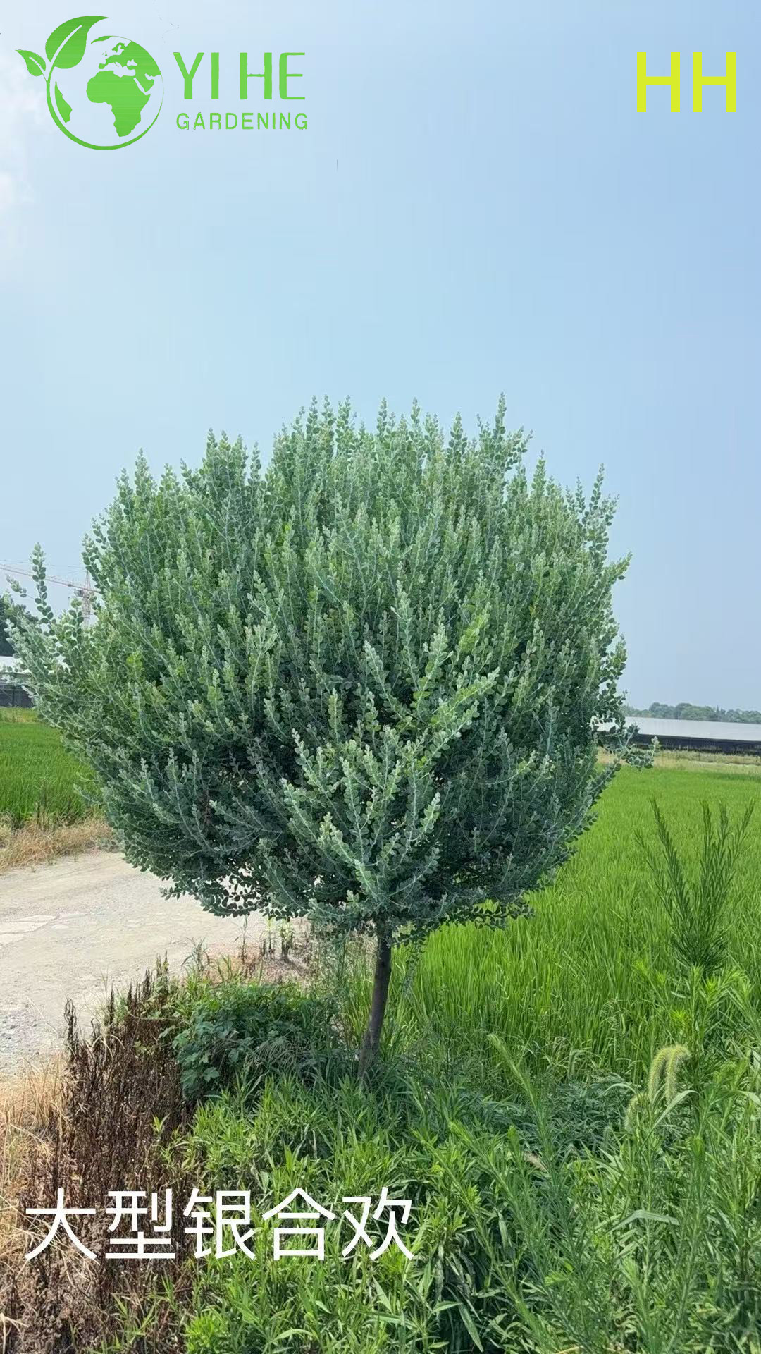 Gro&szlig;handel Exportqualit&auml;t Albizia Julibrissin Zierbl&uuml;hender Baum