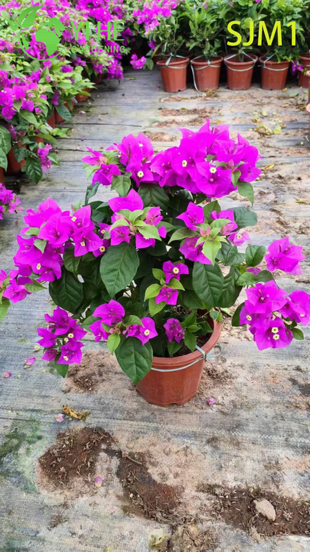 Toptan Saksı Begonvil Canlı Bitkiler Renkli &Ccedil;i&ccedil;ekli Bah&ccedil;e Bonsai