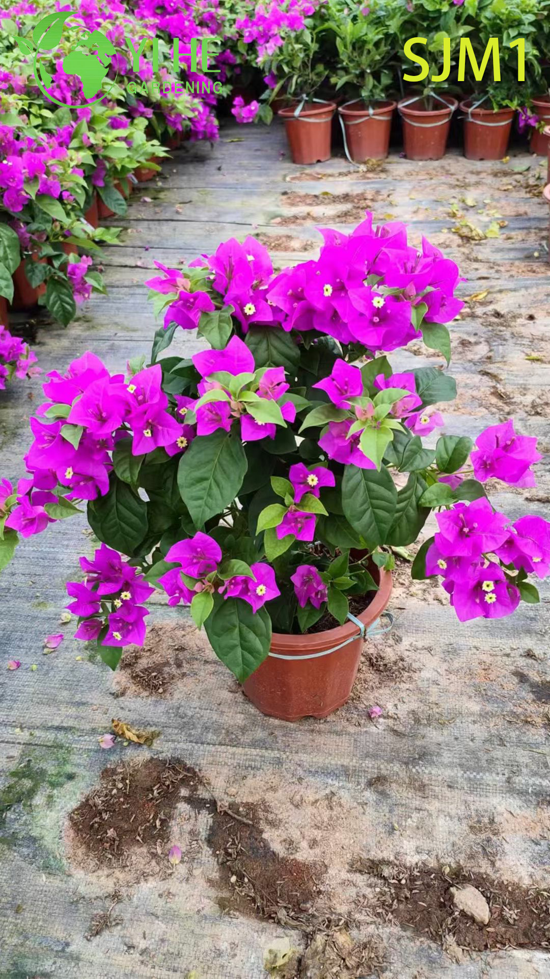 Venta al por mayor de buganvillas en macetas, plantas vivas, coloridos bonsais de jard&iacute;n con flores