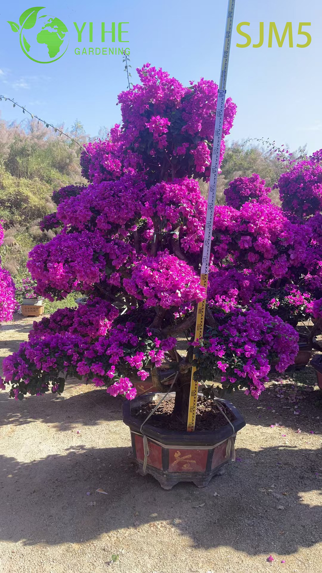 Bonsa&iuml; de plante de sp&eacute;cimen d'arc-en-ciel d'arbre de bougainvillier multi-greff&eacute; en gros