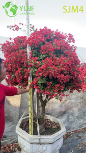 Bonsai artistici all'ingrosso della scultura del giardino vivente dell'albero dei bonsai della bouganville