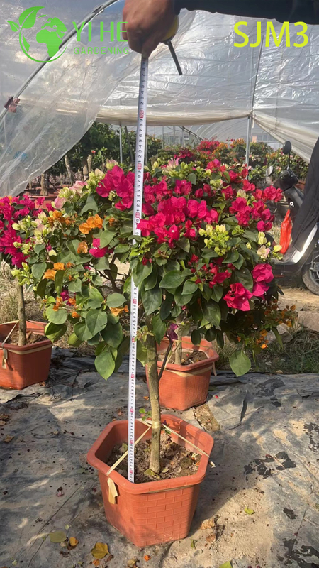 الجملة شجرة الجهنمية الكبيرة عينة لبونساي المناظر الطبيعية في الهواء الطلق