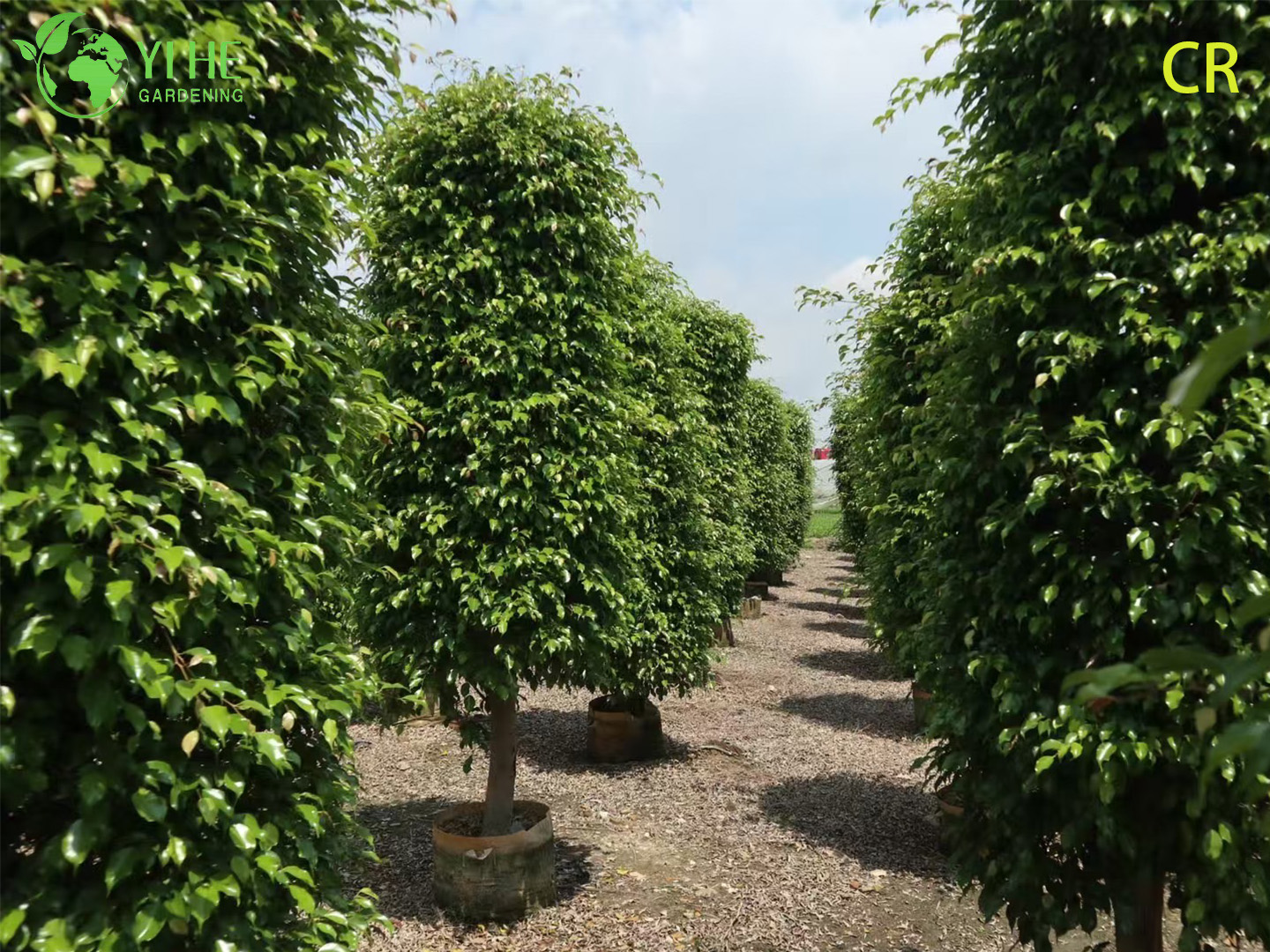 Purificateur d'air d'usines de feuillage vert de plantes d&eacute;coratives en pot de figue d'int&eacute;rieur