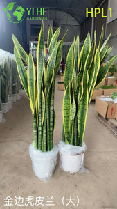 लाइव लॉरेंटी स्नेक प्लांट वैरिएगेटेड इनडोर एयर प्यूरीफाइंग हाउसप्लांट बोनसाई