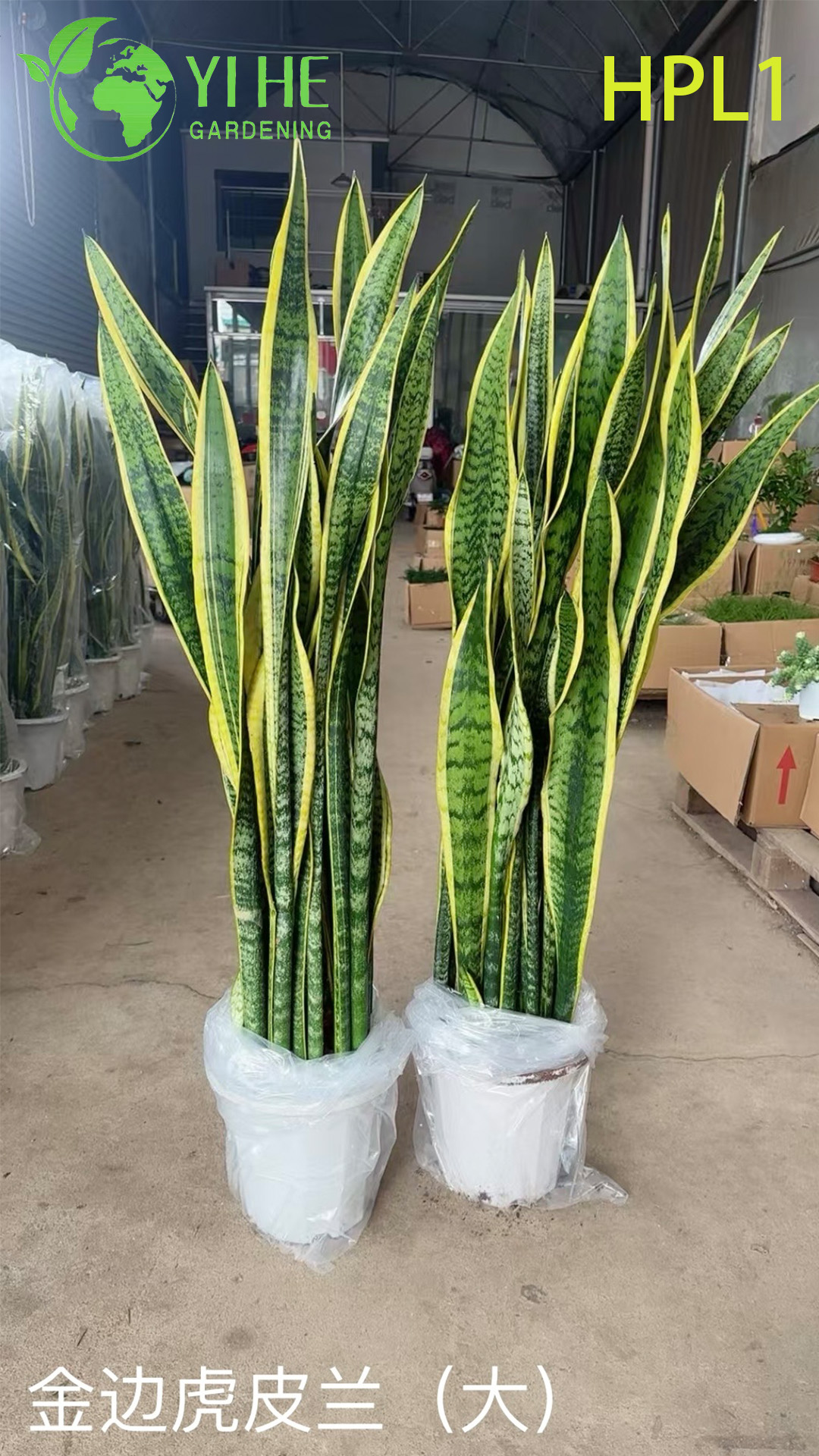 लाइव लॉरेंटी स्नेक प्लांट वैरिएगेटेड इनडोर एयर प्यूरीफाइंग हाउसप्लांट बोनसाई