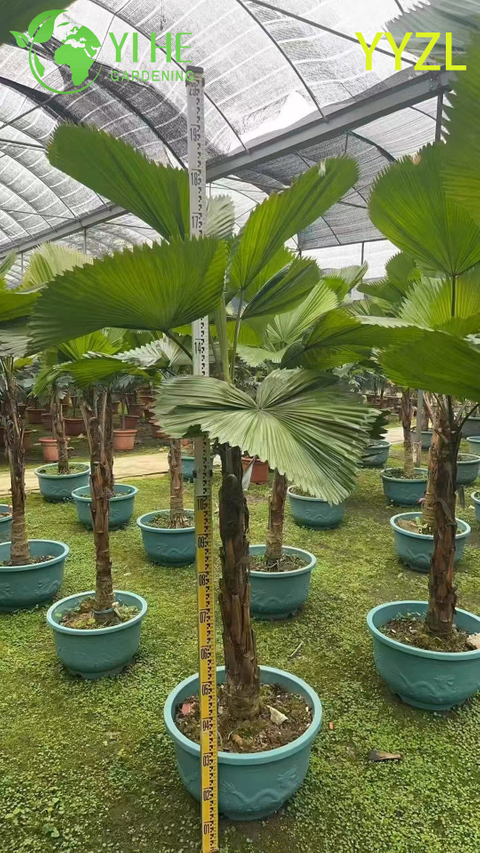 थोक गोल-पत्ती लिविस्टोना (लिविस्टोना रोटुन्डिफोलिया) - सदाबहार सजावटी हथेलियाँ