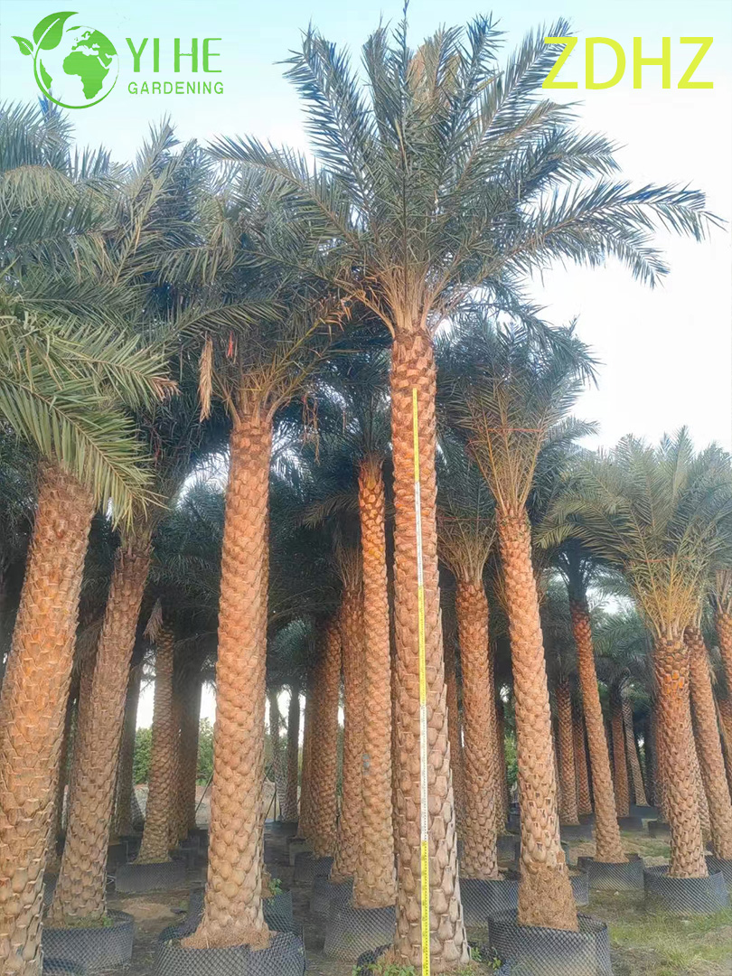 Palma da datteri Medjool all'ingrosso (Phoenix Dactylifera) - Palme alte e resistenti