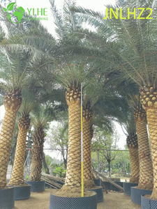 Palmera datilera canaria al por mayor (Phoenix Canariensis): palmeras grandes y resistentes a la sal