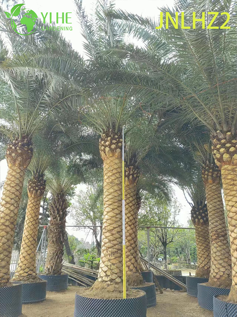 도매 카나리아 섬 대추야자(Phoenix Canariensis) - 대형 내염성 하디 야자
