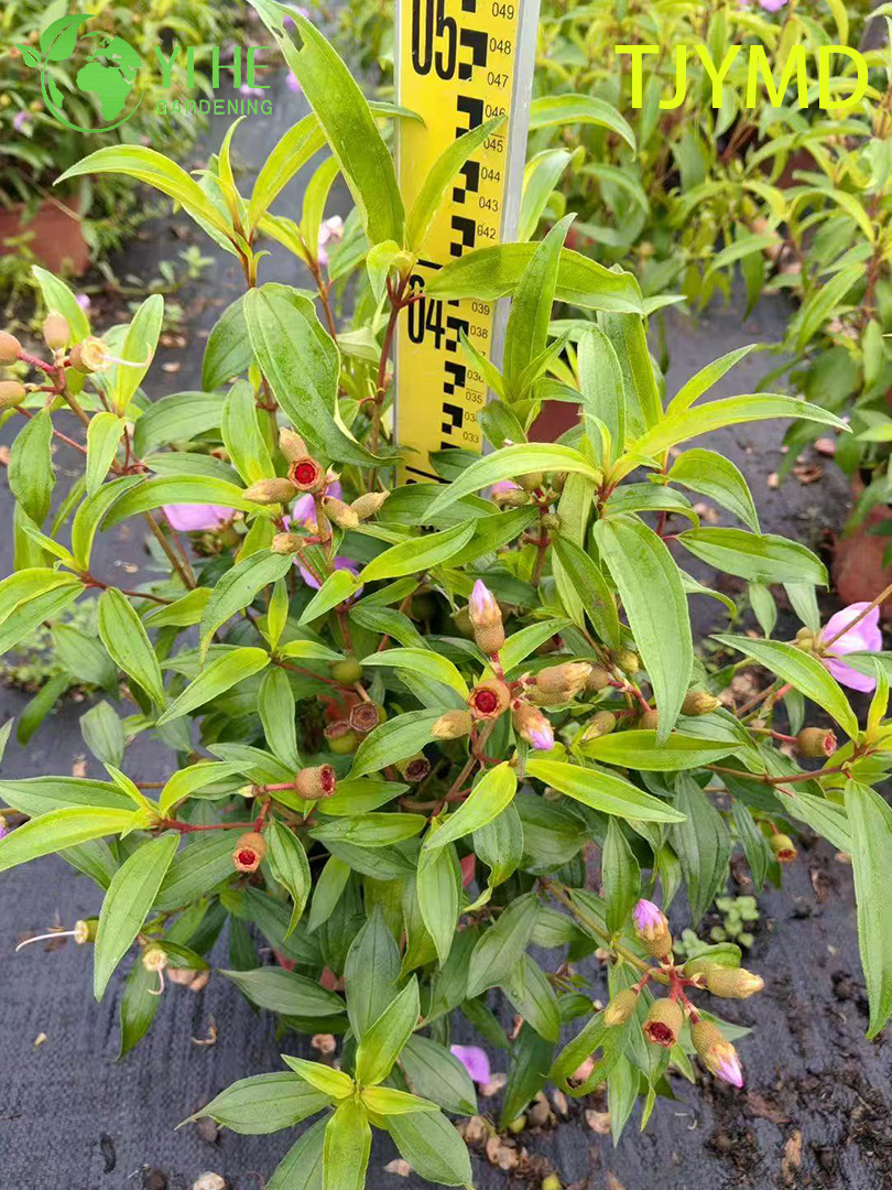 Venta al por mayor de plantas en macetas Tibouchina 'Tianjiao' para decoraci&oacute;n de flores moradas tropicales al aire libre