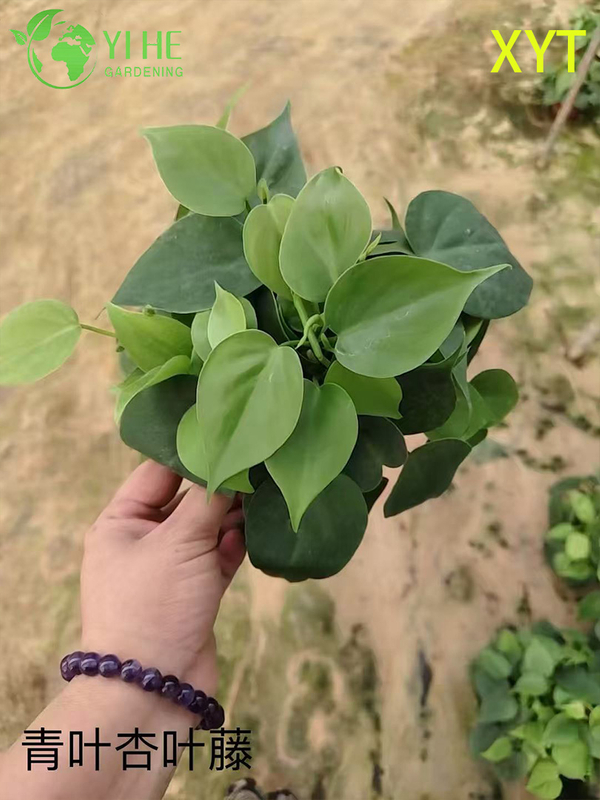 الجملة Syngonium Podophyllum النباتات بوعاء لديكور أوراق الشجر الزائدة في الأماكن المغلقة