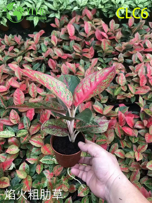 نباتات Aglaonema بالجملة - أوراق الشجر الاستوائية الداخلية لتزيين المكاتب المنزلية
