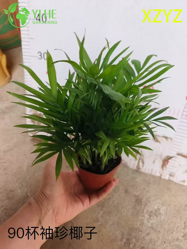 卸売Chamaedorea Elegans鉢植え屋内コンパクト熱帯観葉装飾用