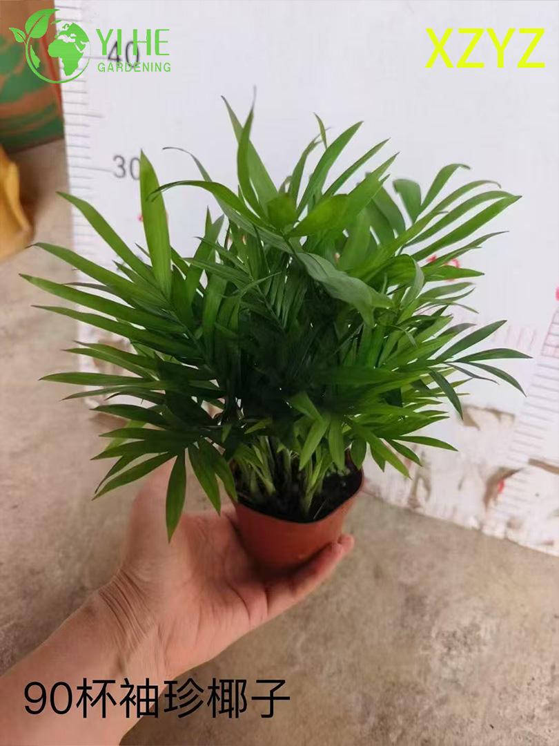 卸売Chamaedorea Elegans鉢植え屋内コンパクト熱帯観葉装飾用