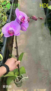 Piante in vaso di orchidee Phalaenopsis all'ingrosso per decorazioni floreali e regali per interni