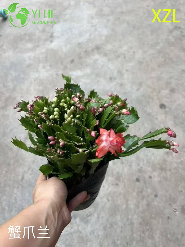 Vente en gros de plantes en pot Schlumbergera truncata pour un décor de floraison d'intérieur de vacances