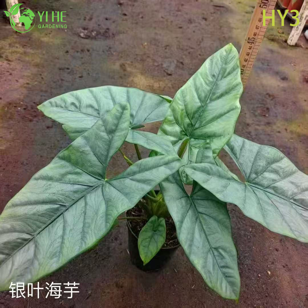 Premium Large - Leaf Alocasia-planten voor groothandel, export, decoratie en landschapsarchitectuur