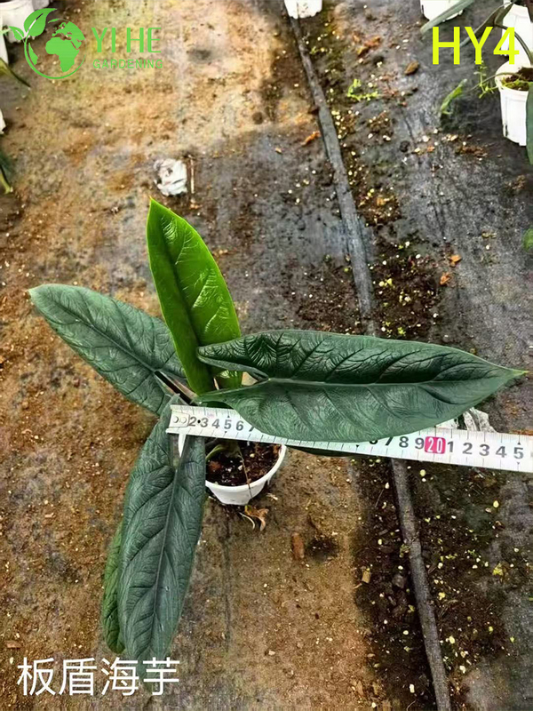 Крупногабаритные растения тропической алоказии премиум-класса на оптовый экспорт