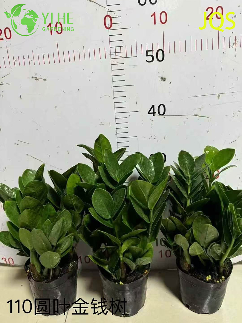 실내 유지 관리가 적은 장식을 위한 도매 Zamioculcas Zamiifolia 화분