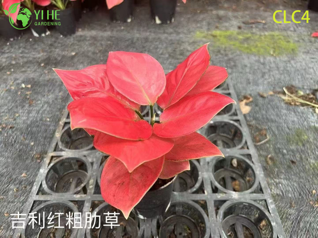 Venda por atacado de plantas tropicais de Aglaonema para decora&ccedil;&atilde;o interna e externa
