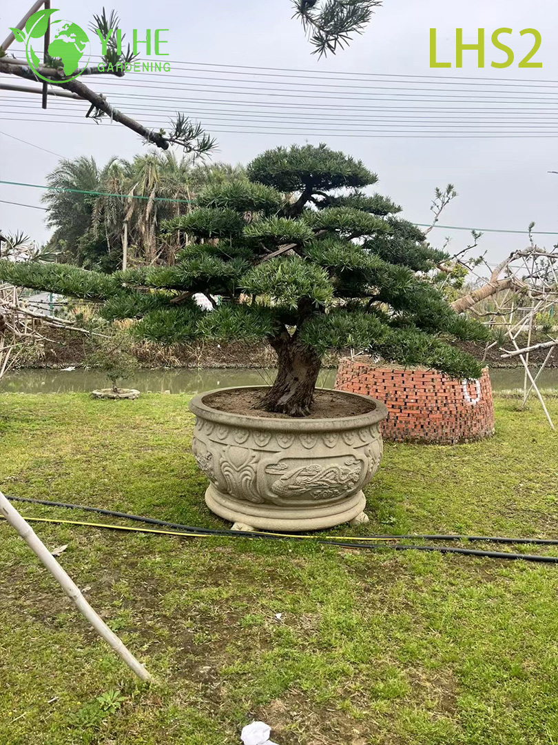 Artistiek gevormde Podocarpus Bonsai voor tuindisplay